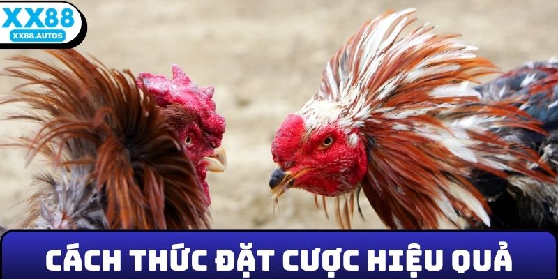 Cách thức đặt cược hiệu quả tại sảnh
