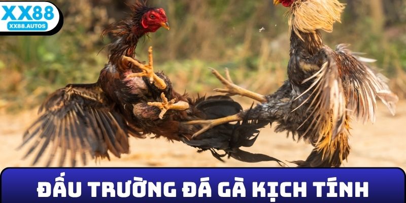 Đấu trường đá gà kịch tính được tái hiện