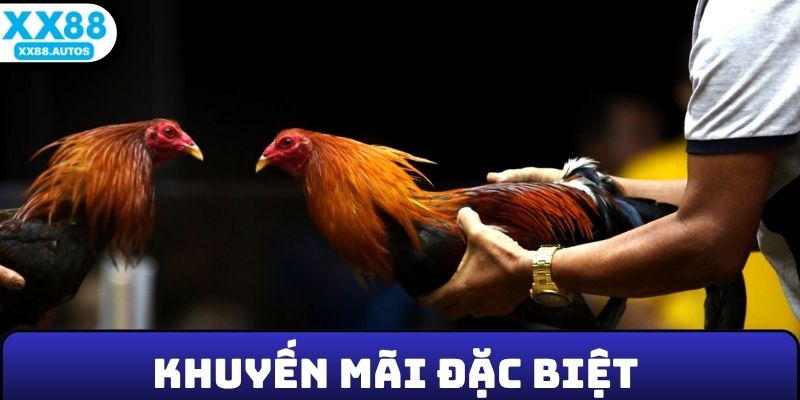 Khuyến mãi đặc biệt chỉ có tại sảnh đá gà XX88